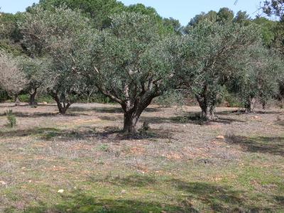 For sale Beauvoisin 8890 m2 Gard (30640) photo 0