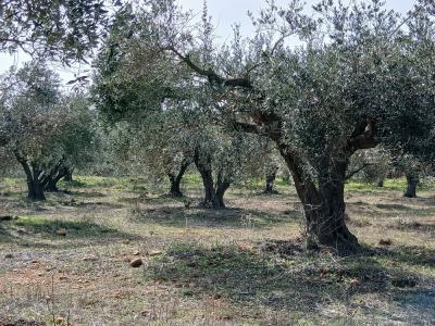 Annonce Vente Terrain Beauvoisin 30