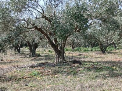 Acheter Terrain Beauvoisin Gard