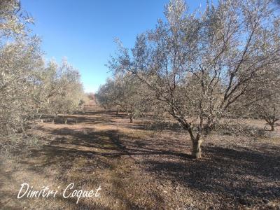 Annonce Vente Terrain Pouzolles 34