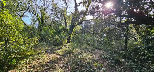 Acheter Terrain 1309 m2 Montelimar