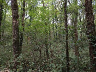 Acheter Terrain Carmaux 28000 euros