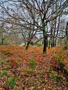 For sale Saint-julien-en-born 2050 m2 Landes (40170) photo 0