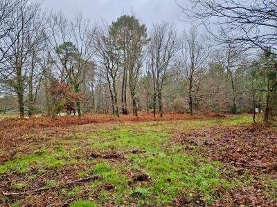 Annonce Vente Terrain Saint-julien-en-born 40