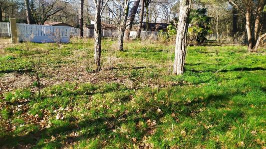 Annonce Vente Terrain Noaillan 33