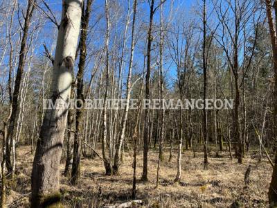 For sale Lamotte-beuvron 20 rooms 420 m2 Loir et cher (41600) photo 3