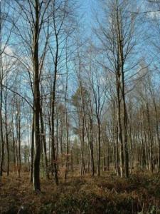 For sale Echourgnac 3100 m2 Dordogne (24410) photo 0