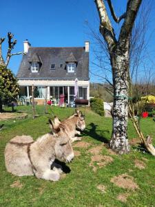 Annonce Vente 6 pi�ces Maison Ploermel 56