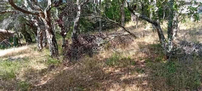 Acheter Terrain Sotta Corse