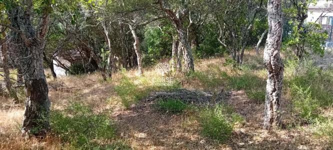 Acheter Terrain Sotta 240000 euros