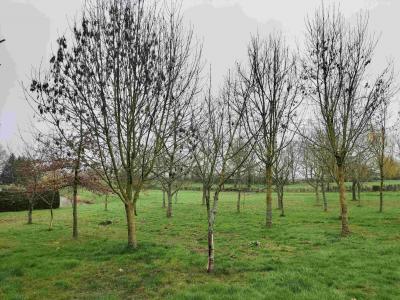 Acheter Terrain  Mayenne