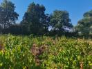 Vente Terrain Sainte-cecile-les-vignes  557 m2