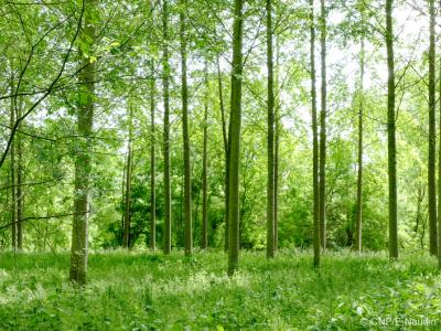 For sale Genissac 4519 m2 Gironde (33420) photo 0