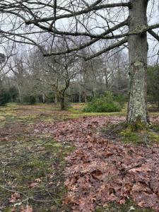 Acheter Maison Gradignan Gironde