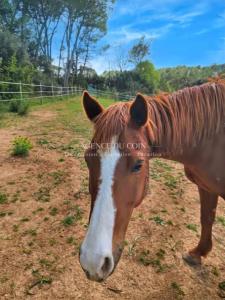 Acheter Prestige 70 m2 Lorgues