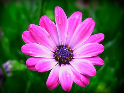 For sale Dax 2 rooms 40 m2 Landes (40100) photo 0