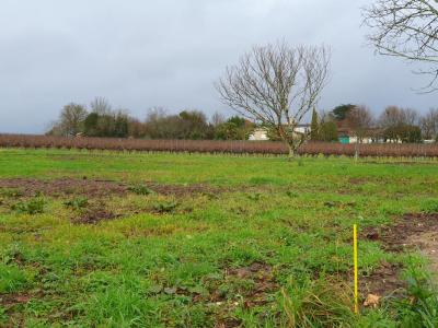 For sale Saint-germain-du-puch 500 m2 Gironde (33750) photo 0
