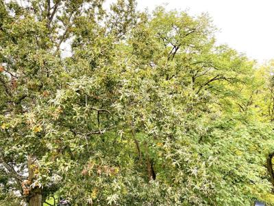 Acheter Appartement Sevres 370000 euros