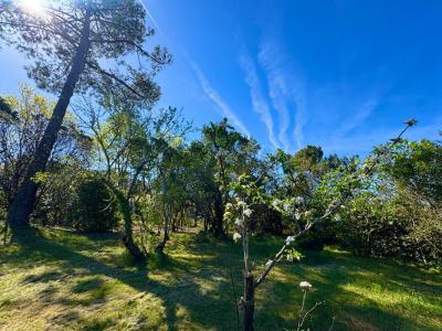 Annonce Vente Terrain Teste-de-buch 33