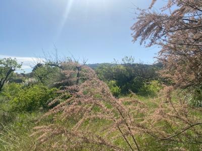 Annonce Vente Terrain Cornas 07