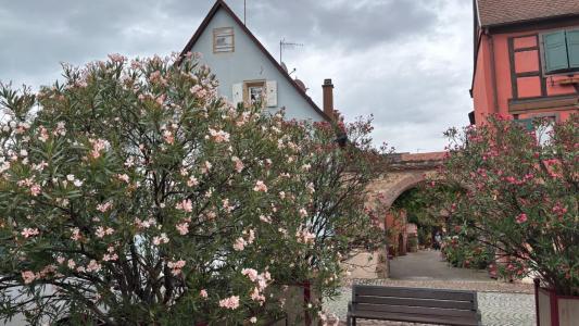 Annonce Vente 6 pi�ces Maison Turckheim 68