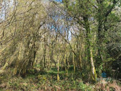 For sale Priziac 6700 m2 Morbihan (56320) photo 3