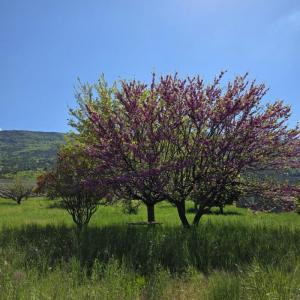 For sale Vercoiran 5 rooms 96 m2 Drome (26170) photo 2