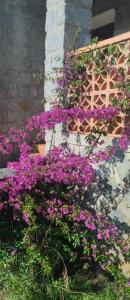 For rent Petreto-bicchisano 4 rooms 150 m2 Corse (20140) photo 1