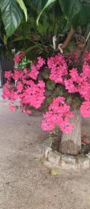 For rent Petreto-bicchisano 4 rooms 150 m2 Corse (20140) photo 4