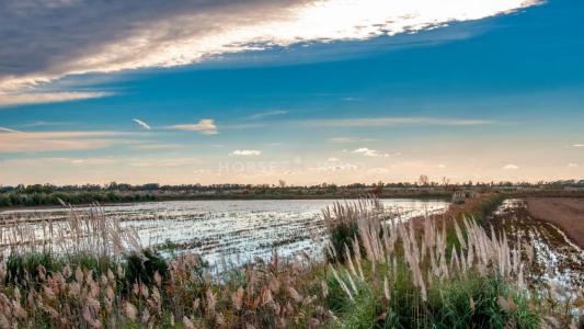 Acheter Prestige Arles Bouches du Rhone
