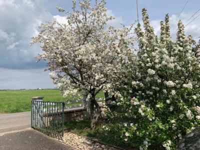 Annonce Vente 6 pi�ces Maison Haguenau 67