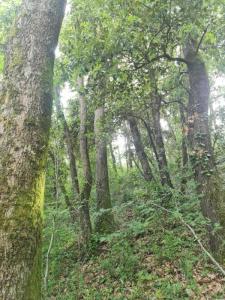 For sale Villefranche-de-lauragais 4800 m2 Haute garonne (31290) photo 0