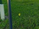 For sale Land Villebougis  1466 m2