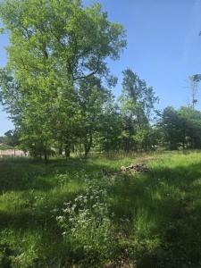 Acheter Terrain 1500 m2 Saint-selve