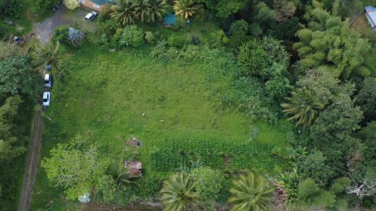 Annonce Vente Terrain Basse-pointe 972