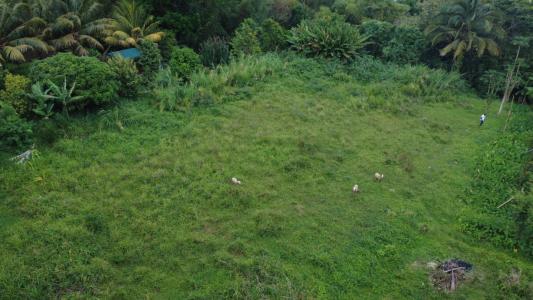 Acheter Terrain 2004 m2 Basse-pointe