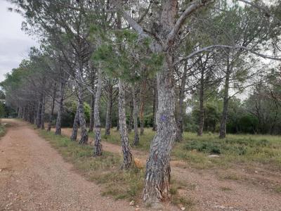 Annonce Vente Terrain Torderes 66