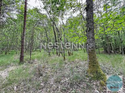 Annonce Vente Domaine forestier Fontaines-en-sologne 41