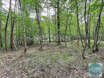 Acheter Domaine forestier 32767 m2 Fontaines-en-sologne