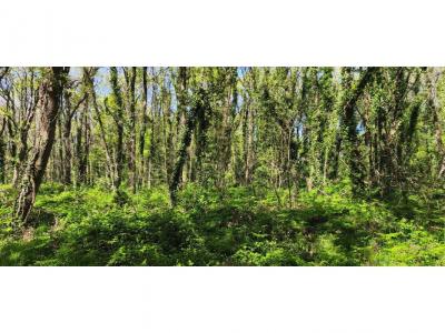 Acheter Terrain 5754 m2 Guerande
