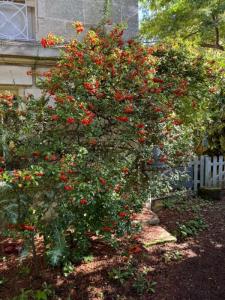 Annonce Vente 6 pi�ces Maison Pessac 33