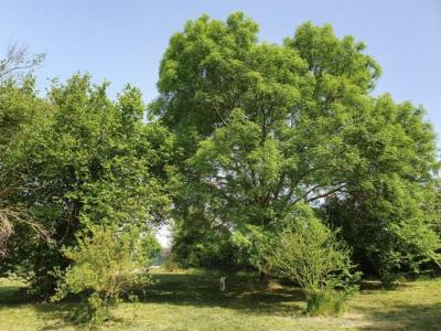 Annonce Vente 3 pi�ces Maison Varreddes 77
