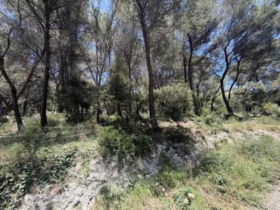 Acheter Terrain Falicon Alpes Maritimes
