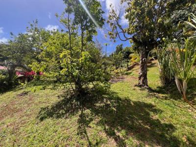 Annonce Vente Terrain Riviere-pilote 972