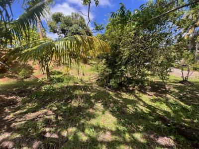 Acheter Terrain Riviere-pilote 68000 euros