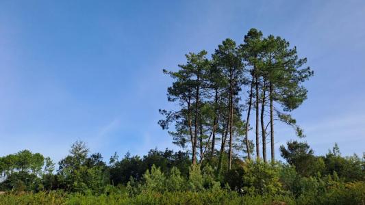 Acheter Terrain 1111 m2 Moliets-et-maa
