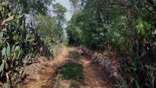 Acheter Terrain Saint-jean-pla-de-corts Pyrenees orientales