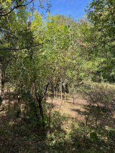 For sale AU BORD DE LA PISTE VERTE Herault (34390) photo 3