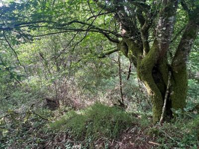 Acheter Terrain 29147 m2 Saint-yrieix-la-perche