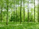 For sale Forested aera Genissac  4519 m2